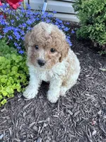 Peanut, a male Yorkipoo for sale in Hopkinsville, KY – 6 of 7