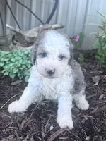 Chewie, a male Sheepadoodle for sale in Hopkinsville, KY – 2 of 4