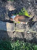 Ki ki, a female Pembroke Welsh Corgi for sale in Hopkinsville, KY – Photo 6 of 7