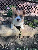 Ki ki, a female Pembroke Welsh Corgi for sale in Hopkinsville, KY – Photo 2 of 7