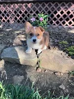 Ki ki, a female Pembroke Welsh Corgi for sale in Hopkinsville, KY – Photo 5 of 7