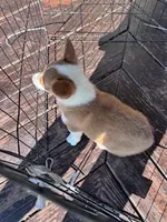 Ki ki, a female Pembroke Welsh Corgi for sale in Hopkinsville, KY – Photo 7 of 7