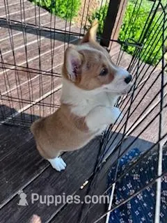 Ki ki, a female Pembroke Welsh Corgi for sale in Hopkinsville, KY – Photo 1 of 7