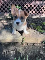 Ki ki, a female Pembroke Welsh Corgi for sale in Hopkinsville, KY – Photo 3 of 7