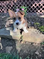 Ki ki, a female Pembroke Welsh Corgi for sale in Hopkinsville, KY – Photo 4 of 7
