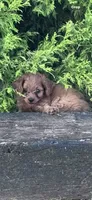 Hannah, a female Cavapoo for sale in Hopkinsville, KY – 3 of 4