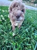 Bunnie, a male Poodle - Miniature  for sale in Hopkinsville, KY – 4 of 4