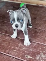 Misty, a female Boston Terrier for sale in Hopkinsville, KY – 5 of 6