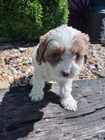 Jasper, a female Cavapoo for sale in Hopkinsville, KY – 4 of 5