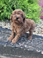 Ruby, a female Poodle - Miniature  for sale in Hopkinsville, KY – 1 of 5