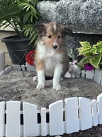 Bonnie, a female Shetland Sheepdog for sale in Hopkinsville, KY – 4 of 5