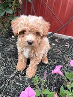 Gigi, a female Bichpoo for sale in Hopkinsville, KY – 3 of 4