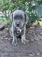 Rambo, a male Cane Corso for sale in Hopkinsville, KY – 2 of 5