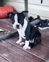 Suzie, a female Boston Terrier for sale in Hopkinsville, KY – 1 of 6
