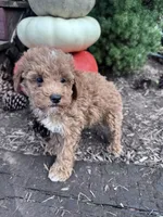 Teddy, a male Poodle - Miniature  for sale in Hopkinsville, KY – 3 of 4