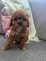 Daisy, a female Cockapoo for sale in Hopkinsville, KY – Photo 3 of 6