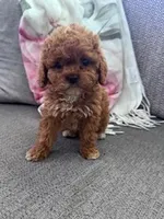 Daisy, a female Cockapoo for sale in Hopkinsville, KY – Photo 5 of 6