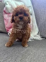 Daisy, a female Cockapoo for sale in Hopkinsville, KY – Photo 6 of 6