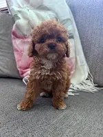 Daisy, a female Cockapoo for sale in Hopkinsville, KY – Photo 4 of 6