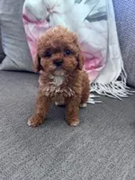 Daisy, a female Cockapoo for sale in Hopkinsville, KY – Photo 1 of 6