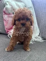 Daisy, a female Cockapoo for sale in Hopkinsville, KY – Photo 2 of 6