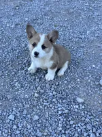 Tator Tot, a male Pembroke Welsh Corgi for sale in Hopkinsville, KY – 4 of 8