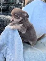 Nugget, a male Chihuahua for sale in Hopkinsville, KY – 5 of 5