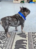 Boots , a male French Bulldog for sale in Hopkinsville, KY – 2 of 5