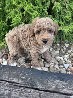 Buddy , a male Poodle - Miniature  for sale in Hopkinsville, KY – 5 of 6