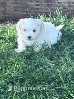 Sofie – Maltese puppy for sale in Hopkinsville, KY