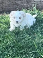 Sofie, a female Maltese for sale in Hopkinsville, KY – Photo 1 of 5