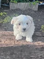 Sofie, a female Maltese for sale in Hopkinsville, KY – Photo 4 of 5