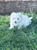 Sofie, a female Maltese for sale in Hopkinsville, KY – Photo 3 of 5