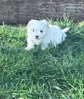 Sofie, a female Maltese for sale in Hopkinsville, KY – Photo 2 of 5