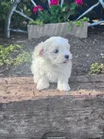 Sofie, a female Maltese for sale in Hopkinsville, KY – Photo 5 of 5