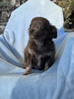 Bella, a female Chihuahua for sale in Hopkinsville, KY – 2 of 8