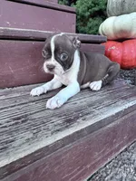 Roxy, a female Boston Terrier for sale in Hopkinsville, KY – 2 of 4