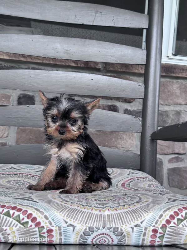 Pixie – Yorkshire Terrier puppy for sale in Hopkinsville, KY