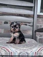 Pixie, a female Yorkshire Terrier for sale in Hopkinsville, KY – 1 of 4