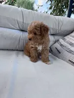 Nugget, a male Yorkipoo for sale in Hopkinsville, KY – 5 of 5