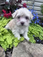 Angel, a female Havanese for sale in Hopkinsville, KY – 2 of 5
