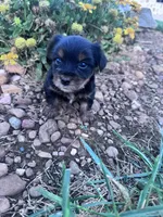 Yogi, a male Yorkshire Terrier for sale in Hopkinsville, KY – 5 of 6