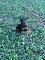 Xena, a female Doberman Pinscher for sale in Hopkinsville, KY – 5 of 7