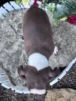 Rudy, a male Boston Terrier for sale in Hopkinsville, KY – 3 of 5