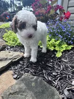 Max, a male Poodle - Miniature  for sale in Hopkinsville, KY – 7 of 7