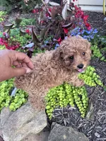 Minnie , a female Poodle - Miniature  for sale in Hopkinsville, KY – 2 of 3