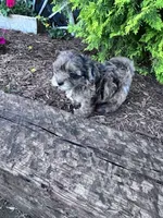 Max, a male Shihpoo for sale in Hopkinsville, KY – 4 of 5