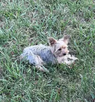 Sophie, a female Yorkshire Terrier for sale in Hopkinsville, KY – 2 of 4