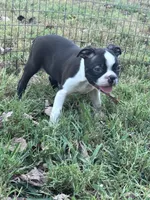 Pablo, a male Boston Terrier for sale in Hopkinsville, KY – 3 of 6