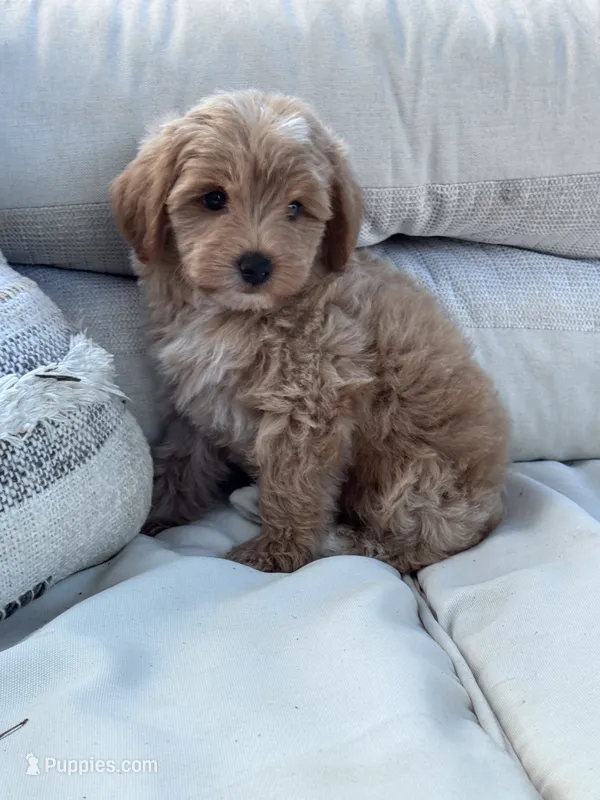 Pebbles – Yorkipoo puppy for sale in Hopkinsville, KY